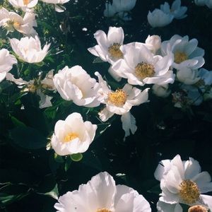 Meet your Posher, Ella